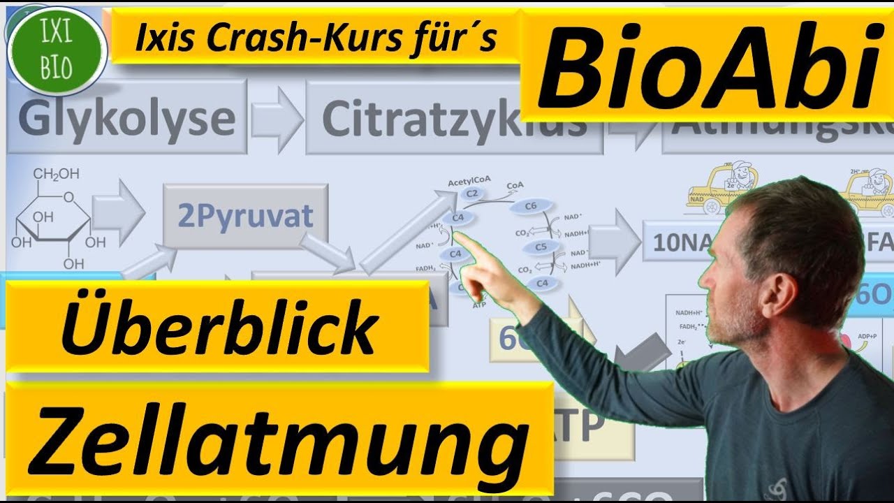 Zellatmung - Überblick aerobe Zellatmung - Glykolyse, Citratzyklus, Atmungskette Bio Abitur 2022