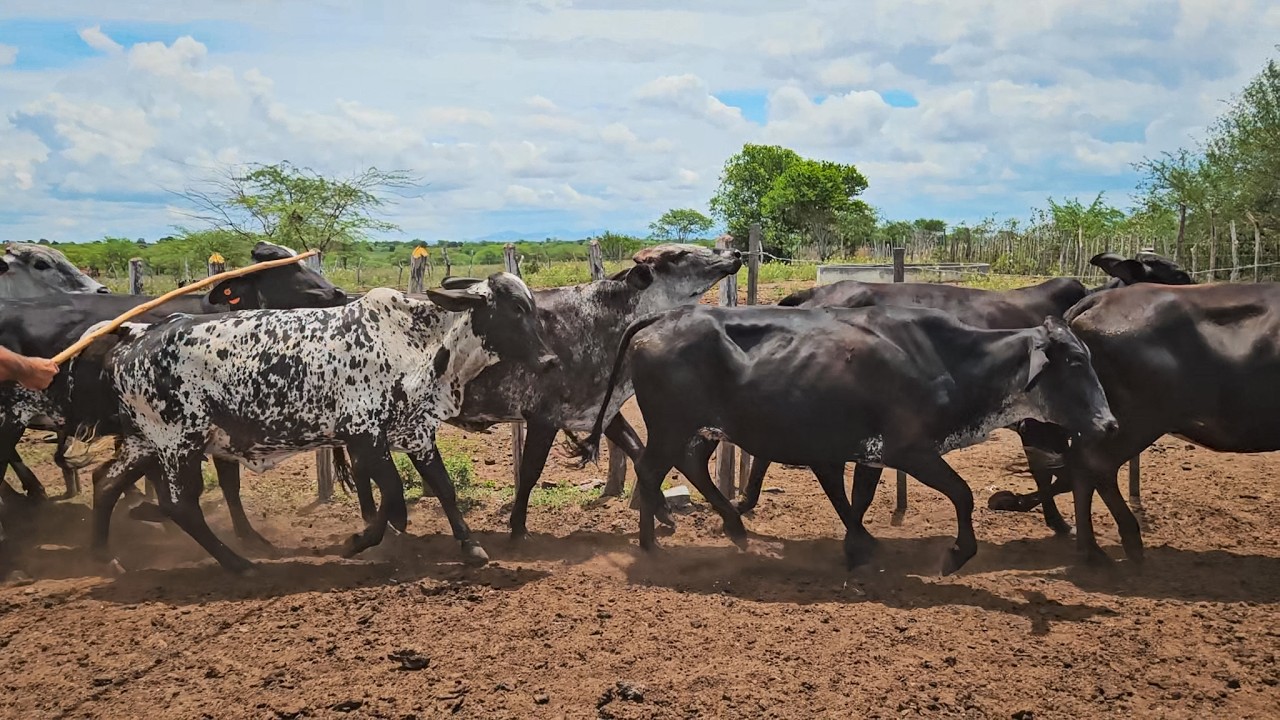 MEGA LOTE DE NOVILHAS GIROLANDAS, FAZENDA ZÉ DE DANDA EM CACHOEIRINHA PE!!