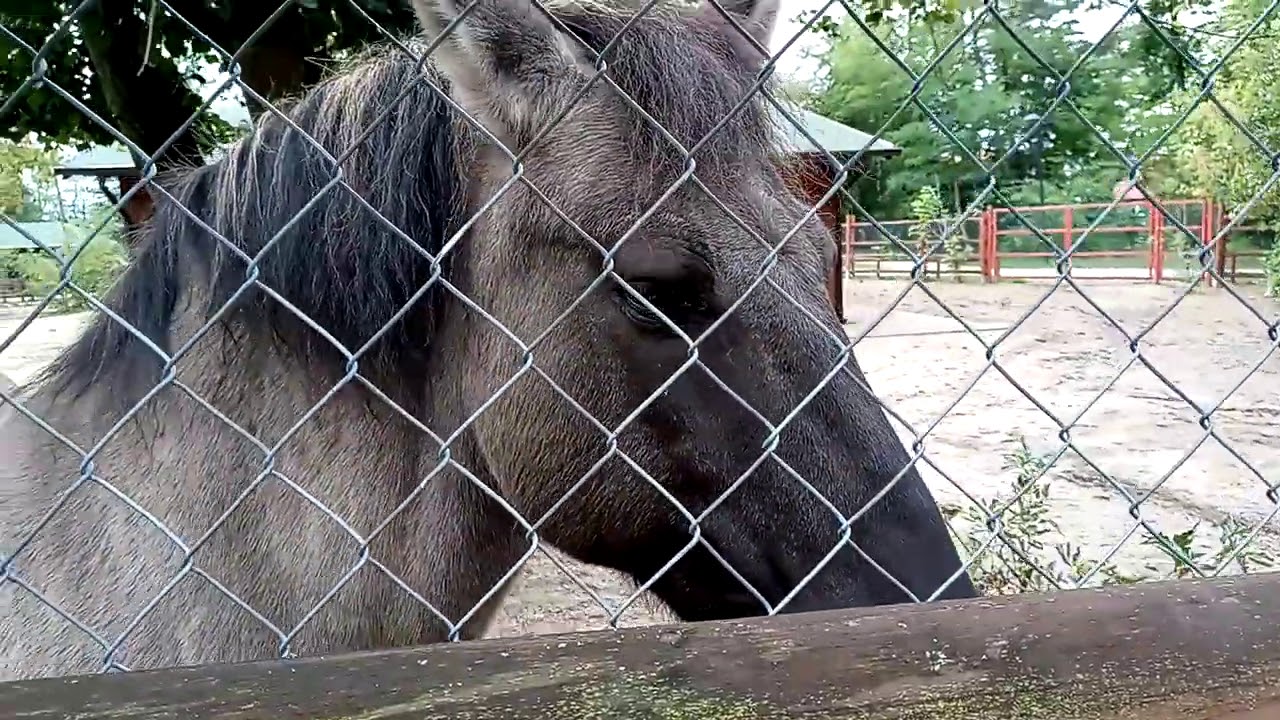 Minizoo w Lesznie w parku 1000- lecia