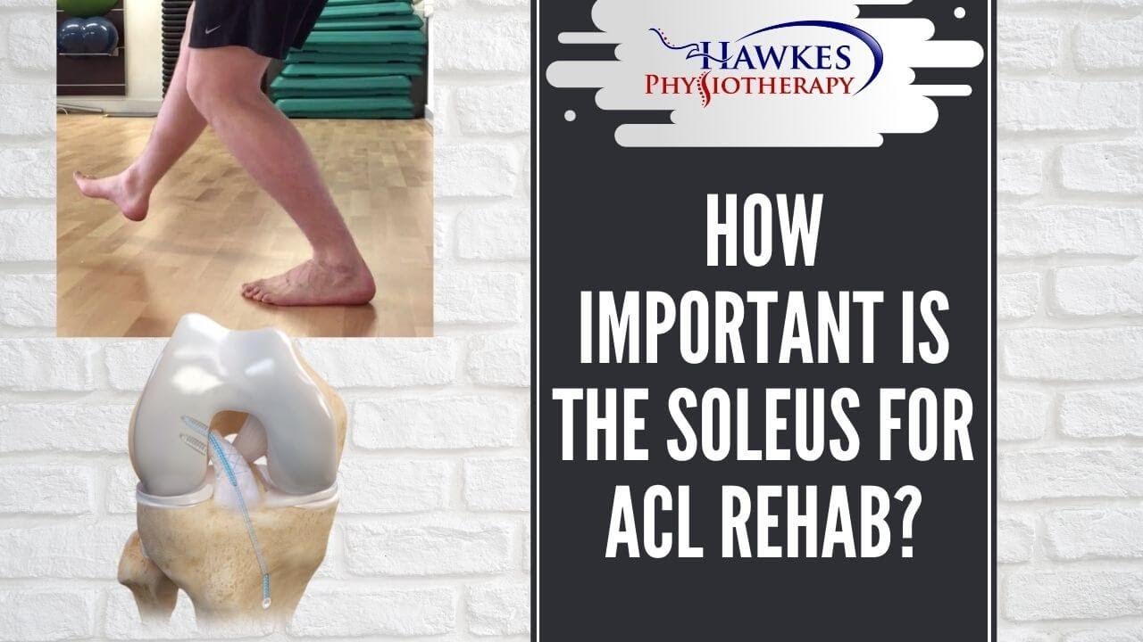 How important is the Soleus for ACL rehab?