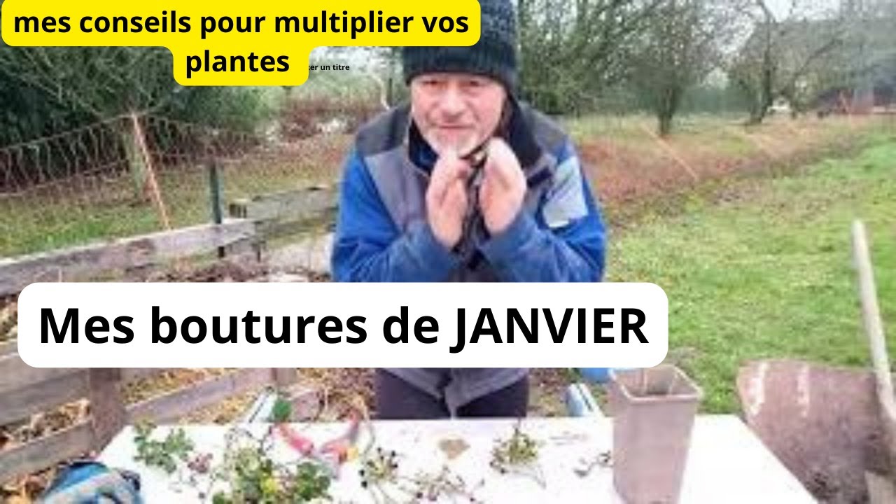 Mes boutures de janvier !, des conseils comment réussir ses boutures .