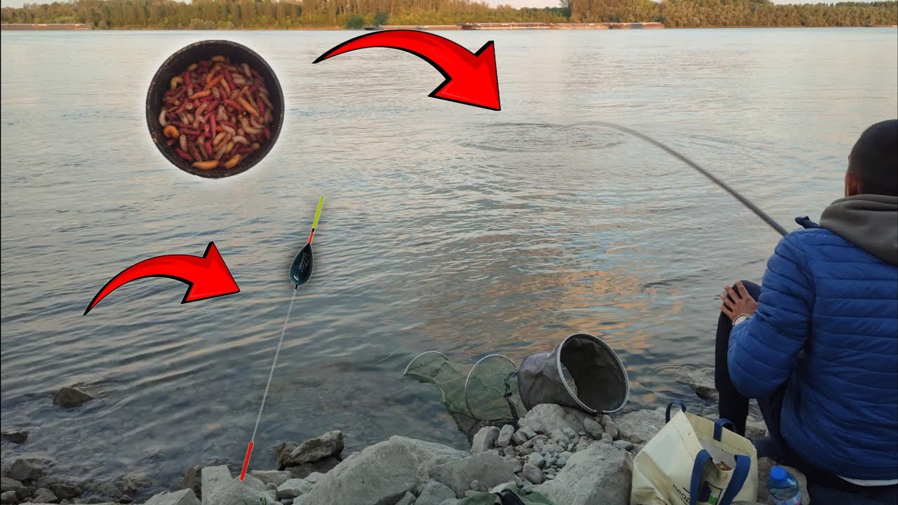 Риболов на уклей на река Дунав/Fishing on the Danube River