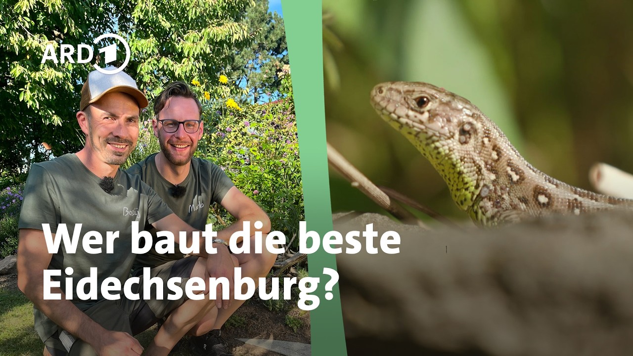 Eidechsenburg im Garten bauen: Wer gewinnt die ARD Garten-Challenge? | MDR Garten