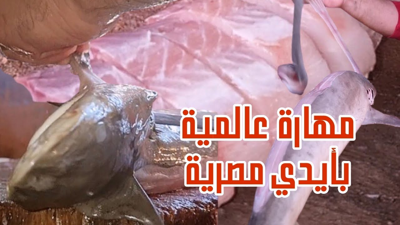 تنظيف وسلخ 🔪 سمكة القرش 🐟 بنزع الجلد بمهارة سليمان جزار سمك بالسويس وإعدادها جزل للطهي لحم صافي