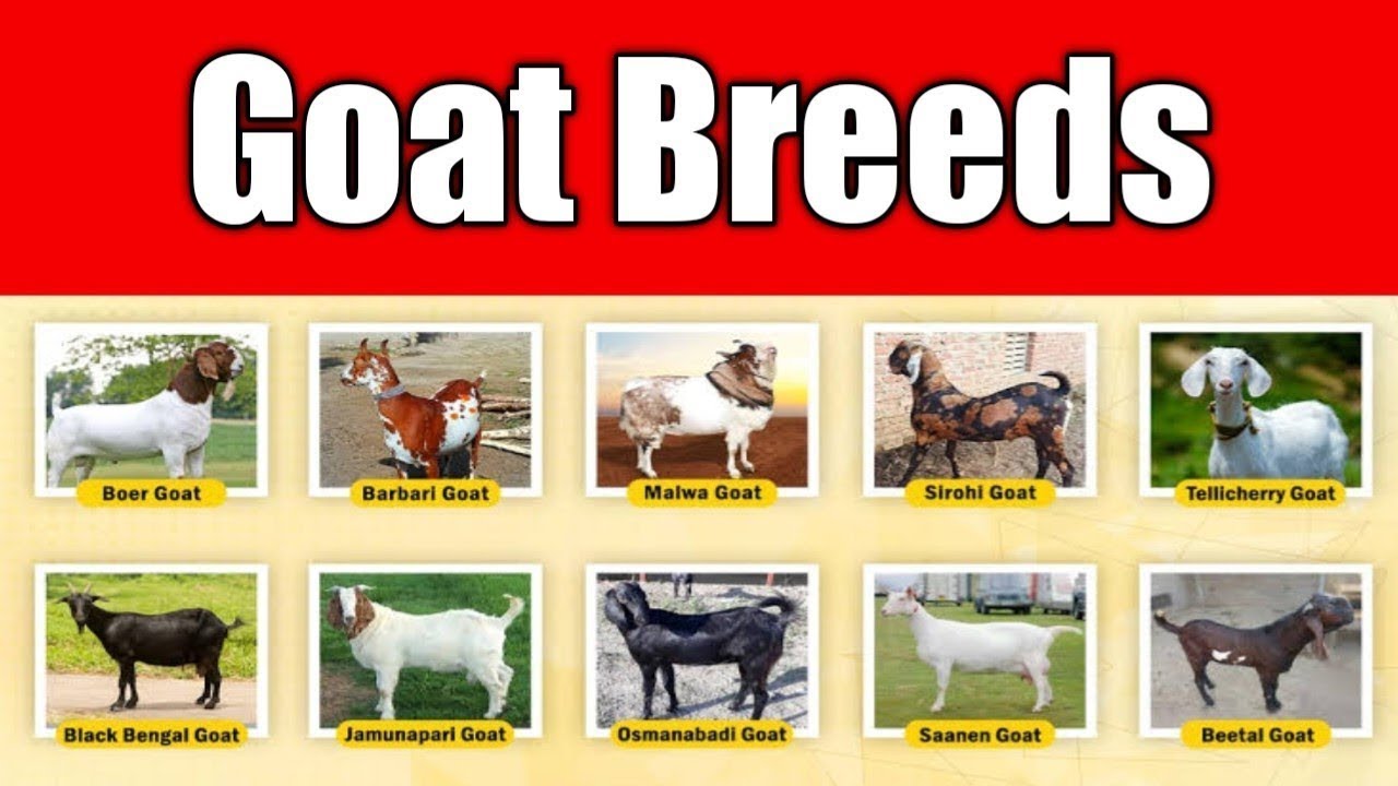 Top 10 Best Goats Breeds For Meat (2024)