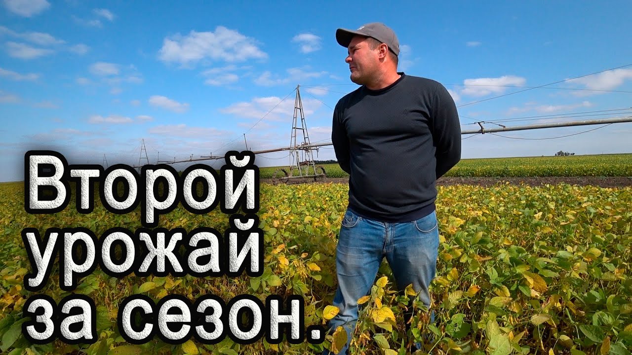 Два урожая за сезон! Состояние сои и рапса.