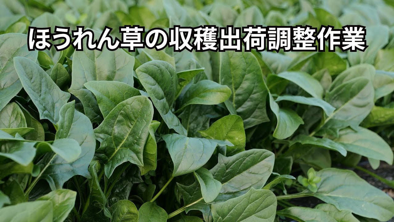 ほうれん草の収穫出荷調整作業21/1/10＃1135
