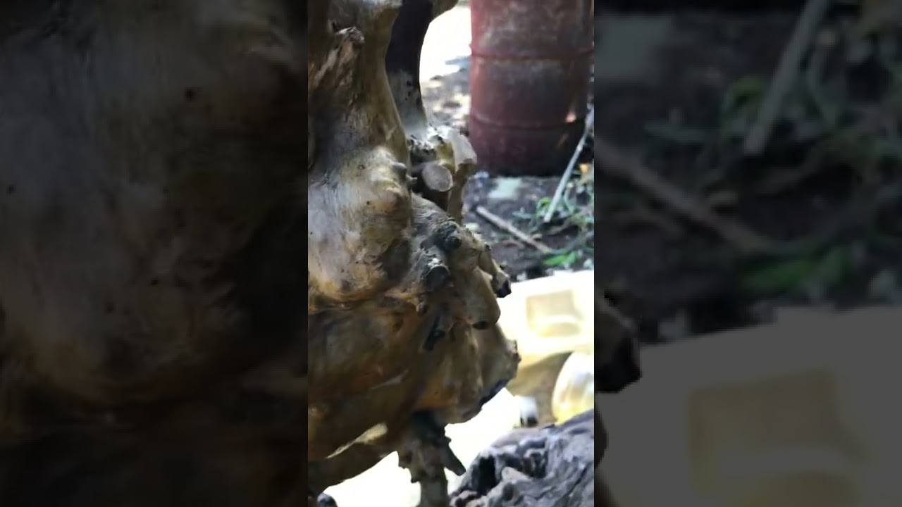 SUMBALIK pulupot na ugat ng puno