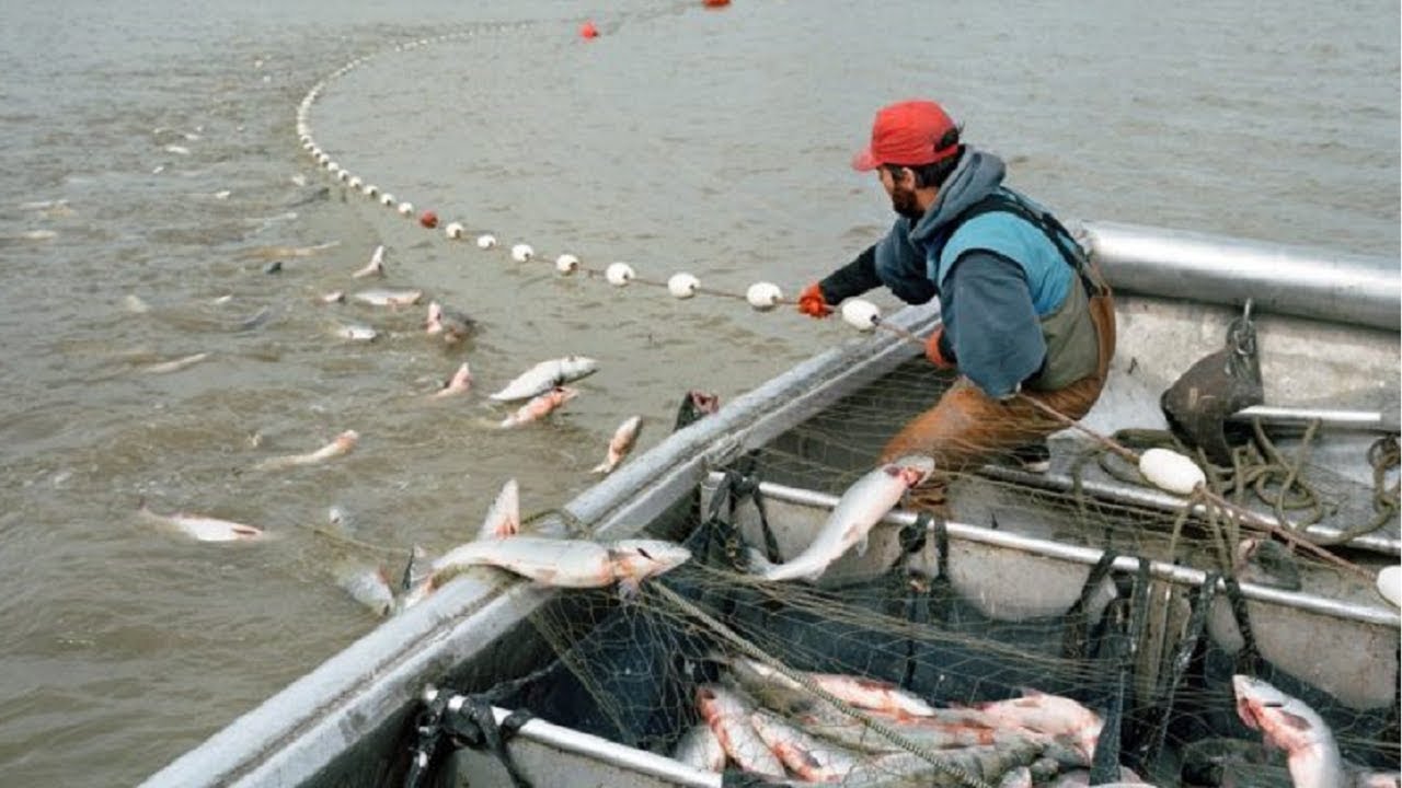 Net Fishing - Most Satisfying Big Catch Fishing At Sea With Beautiful Natural
