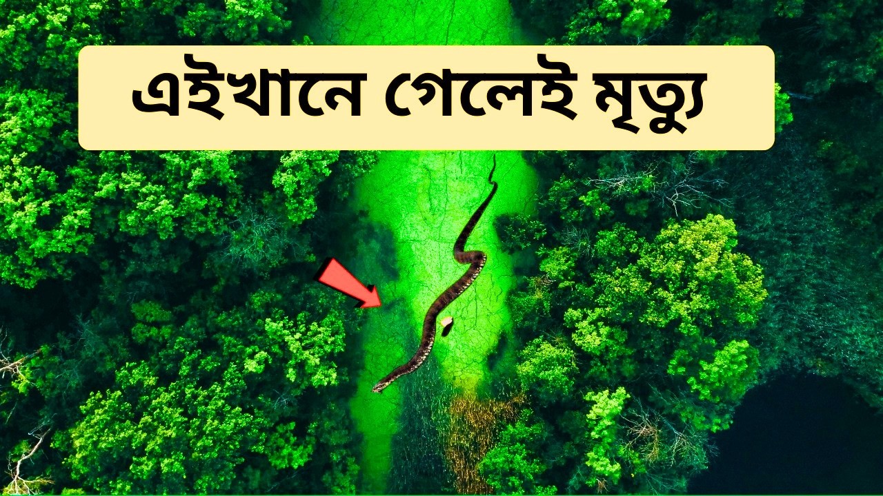 ভুল করেও এই জঙ্গলে যাবেন না! আমাজনের এক নিষিদ্ধ রহস্যের গল্প