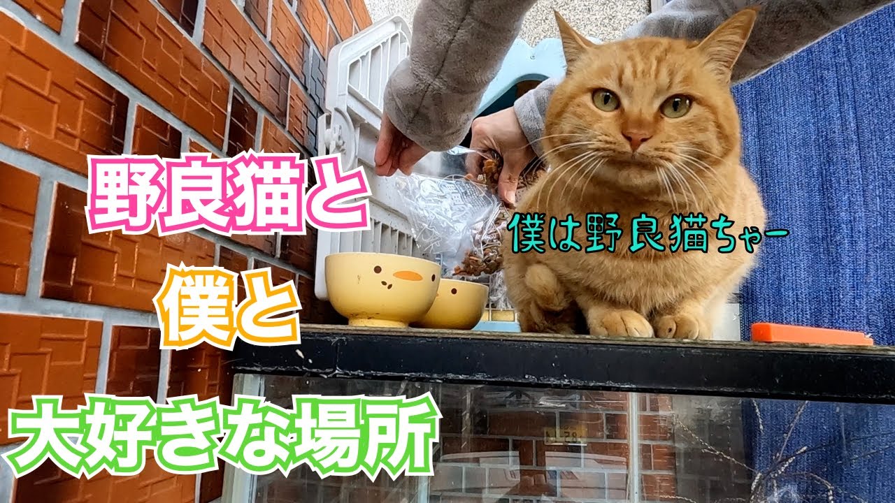 ‼️野良猫と僕と大好きな場所‼️😊　遅く起きた朝　のんびり日記😊