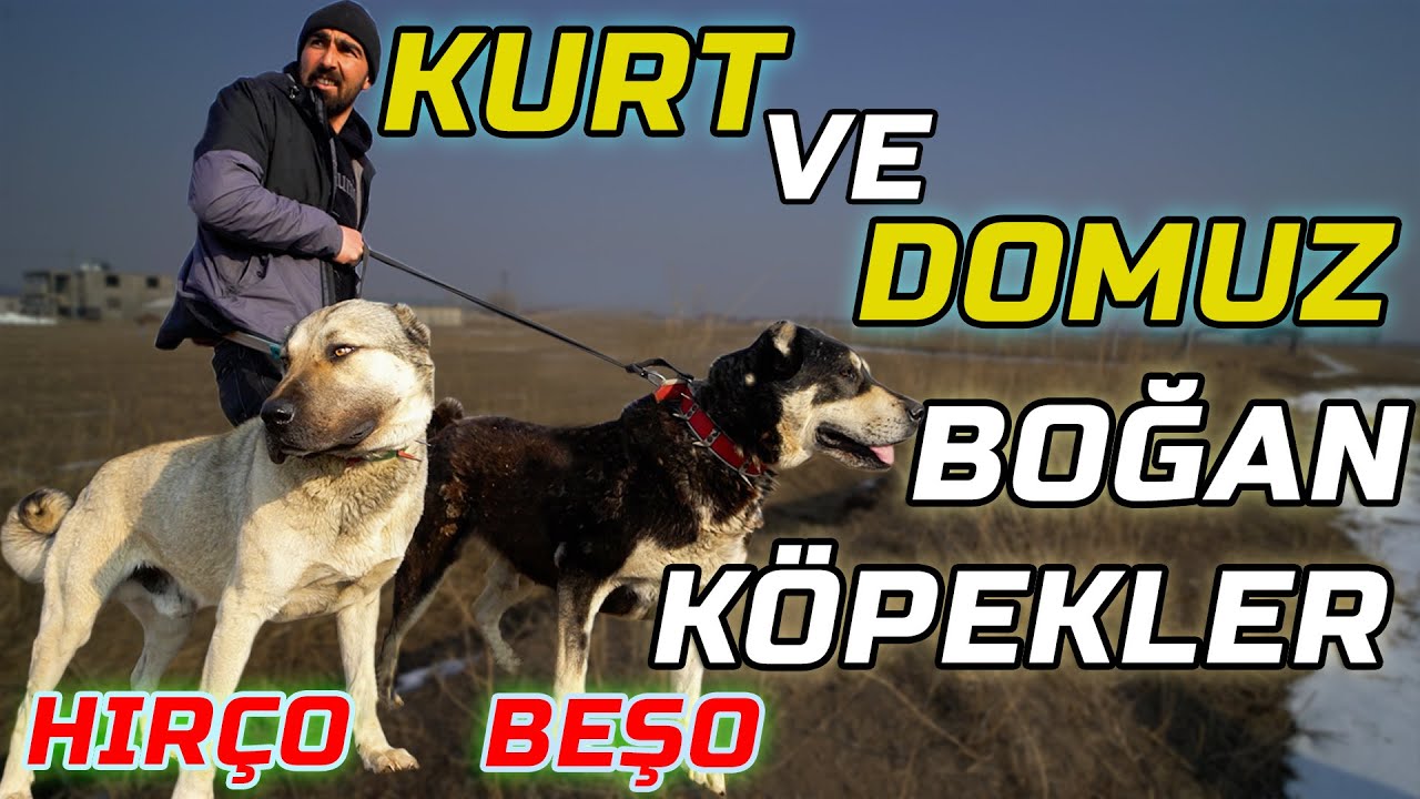 BOZ AYILARI KOVALAYAN ÇOBAN KÖPEKLERİ | Türkiye'nin En Fenomen Çobanı @MORKOYUNTV Erdal KARADAĞ