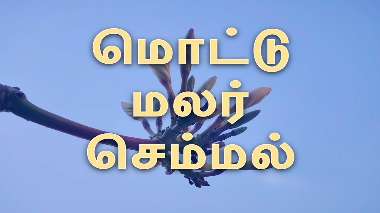 MOTTU MALAR SEMMAL short film by -Ramchandran