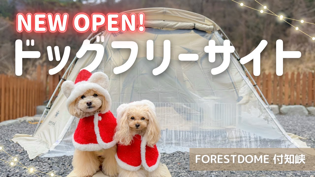 【超高規格】NEW OPENの柵付きサイトがめちゃおすすめ！｜犬連れキャンプ｜FORESTDOME付知峡
