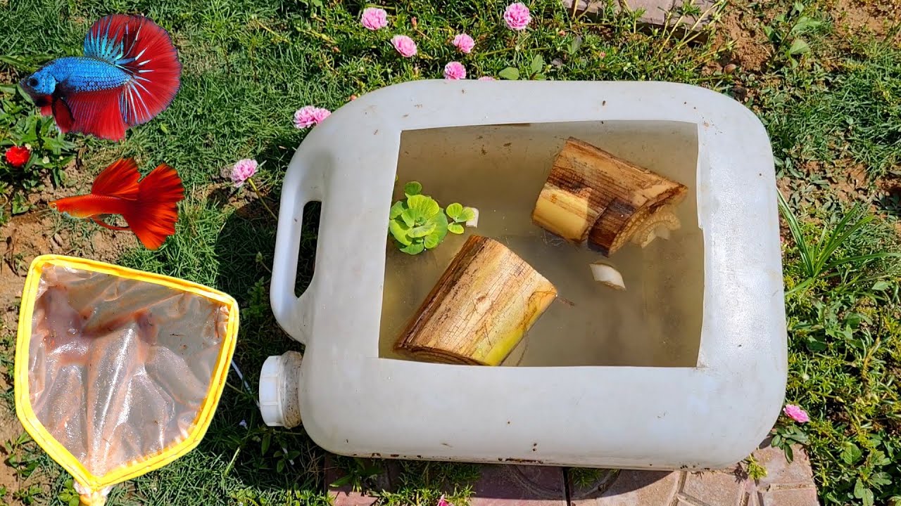 Cách tạo bo bo không cần con giống, nguồn thức ăn cho cá lia thia, cá betta, cá bảy màu