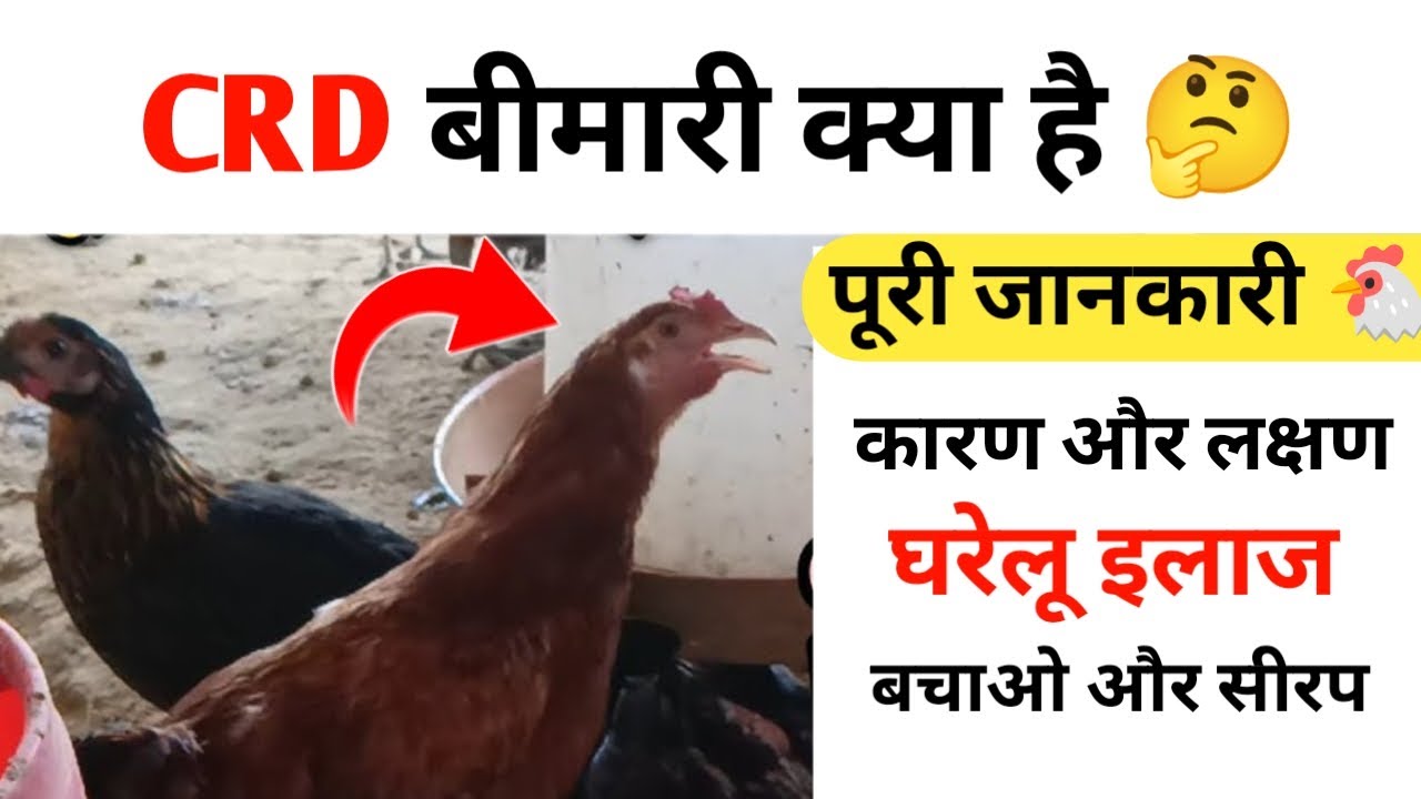 CRD बीमारी क्या है 🤔 मुर्गी मुंह खोलकर सांस ले रही #desimurgikibimari #desimurgifarm #crdinpoultry