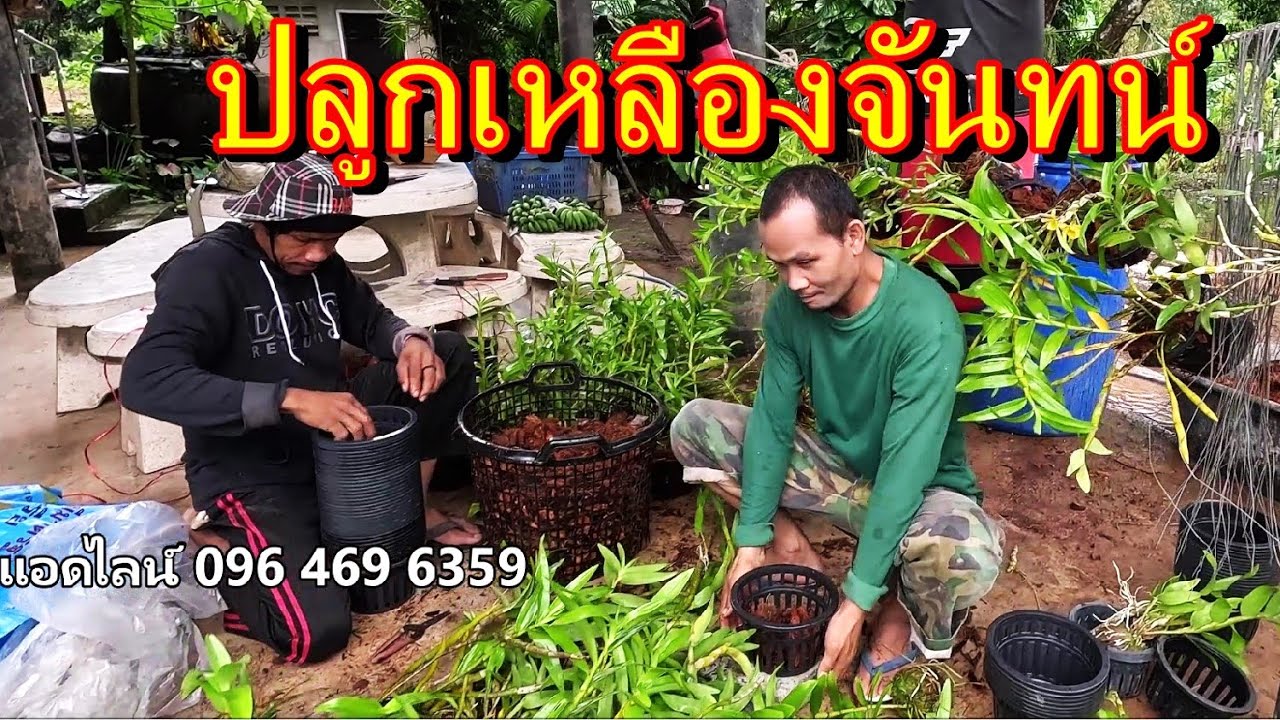 ปลูกกล้วยไม้เหลืองจันทบูรณ์