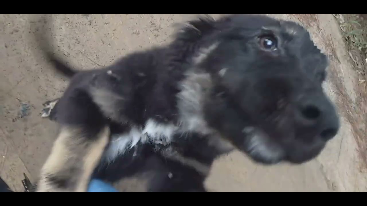 Encontrei um cachorro abandonado/perdido, levei um susto, cuide dos animais JESUS ABENÇOE TODOS 
