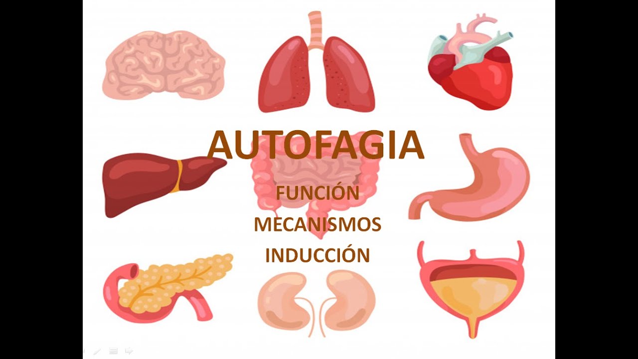 Autofagia: funciones y mecanismos - Biomed Channel