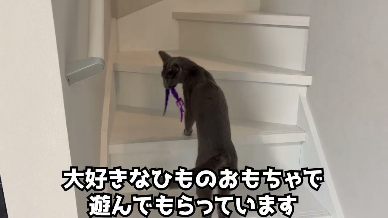 【わんぱく】遊び放題！