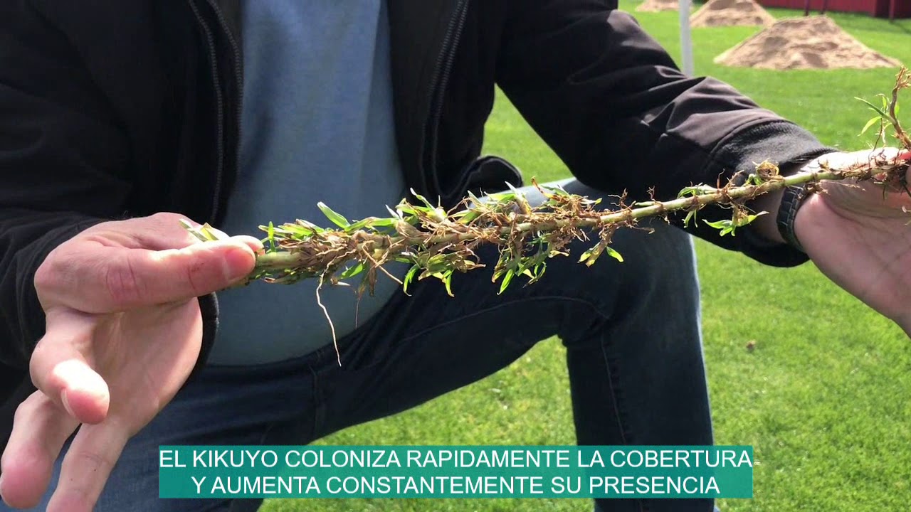 CONTROL DE KIKUYO EN BERMUDA RESEMBRADA CON RYEGRASS