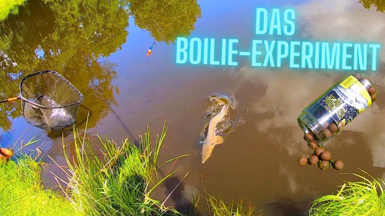 Angeln auf Stör // Störangeln // Stör einfach filetieren // Angelparadies Eschede