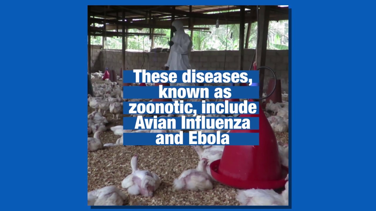 Vets in Africa help prevent spread of zoonotic diseases