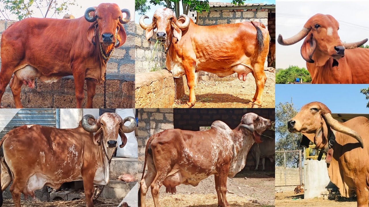 part 2 history of krishna gir gaushala old bloodline gir cow top Quality