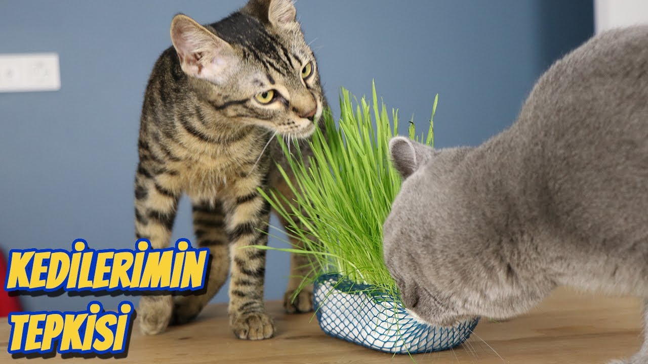 İLK KEZ ÇİM GÖREN KEDİLERİMİN TEPKİSİ 😂 (Kedi Çimi)