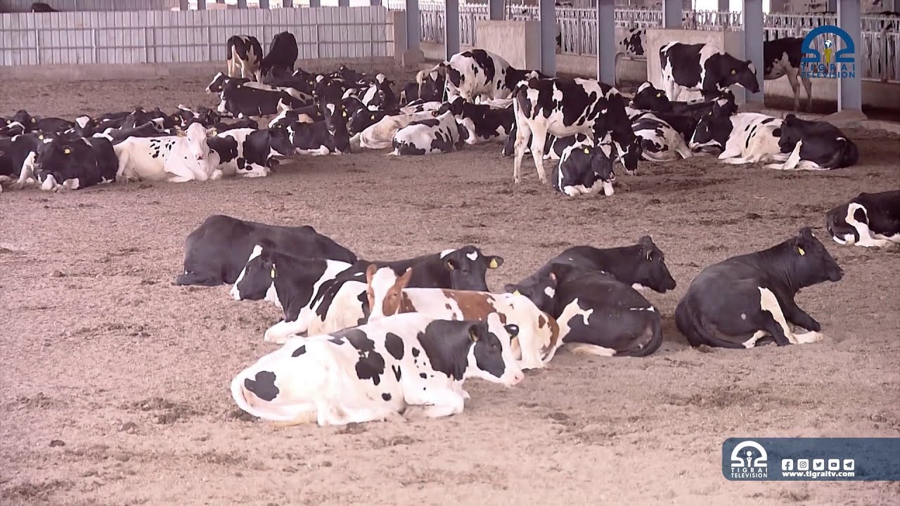 ሃለቃ ሞገስ ቢዝነስ ግሩፕ ዛጊድ በቢዙሩ 495 ምሩፃት ኣላሕም ብምትእትታው ስራሕቱ ከም ዝጀመረ ኣፍሊጡ።