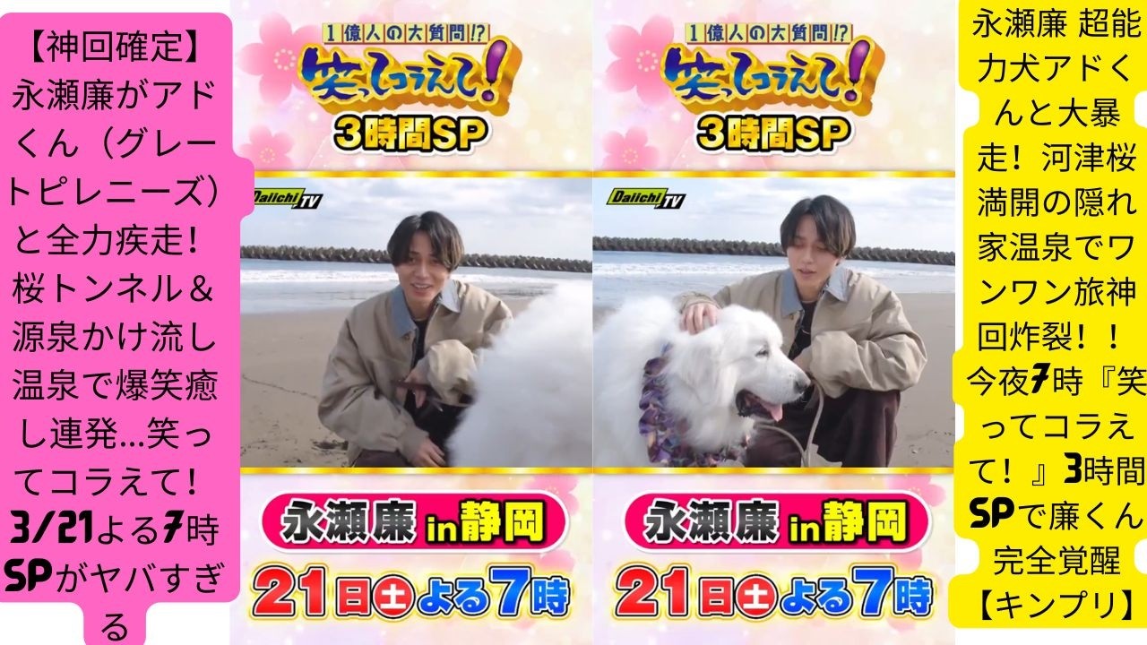 【神回確定】永瀬廉がアドくん（グレートピレニーズ）と全力疾走！桜トンネル＆源泉かけ流し温泉で爆笑癒し連発…笑ってコラえて！3/21よる7時SPがヤバすぎる