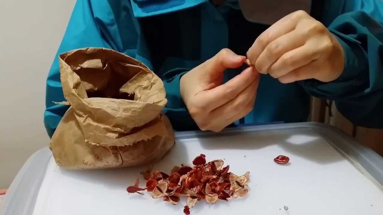 Chinese Melon Seeds | New Year Snack | Speaking Cantonese : ASMR / Mukbang ( Eating Sounds )