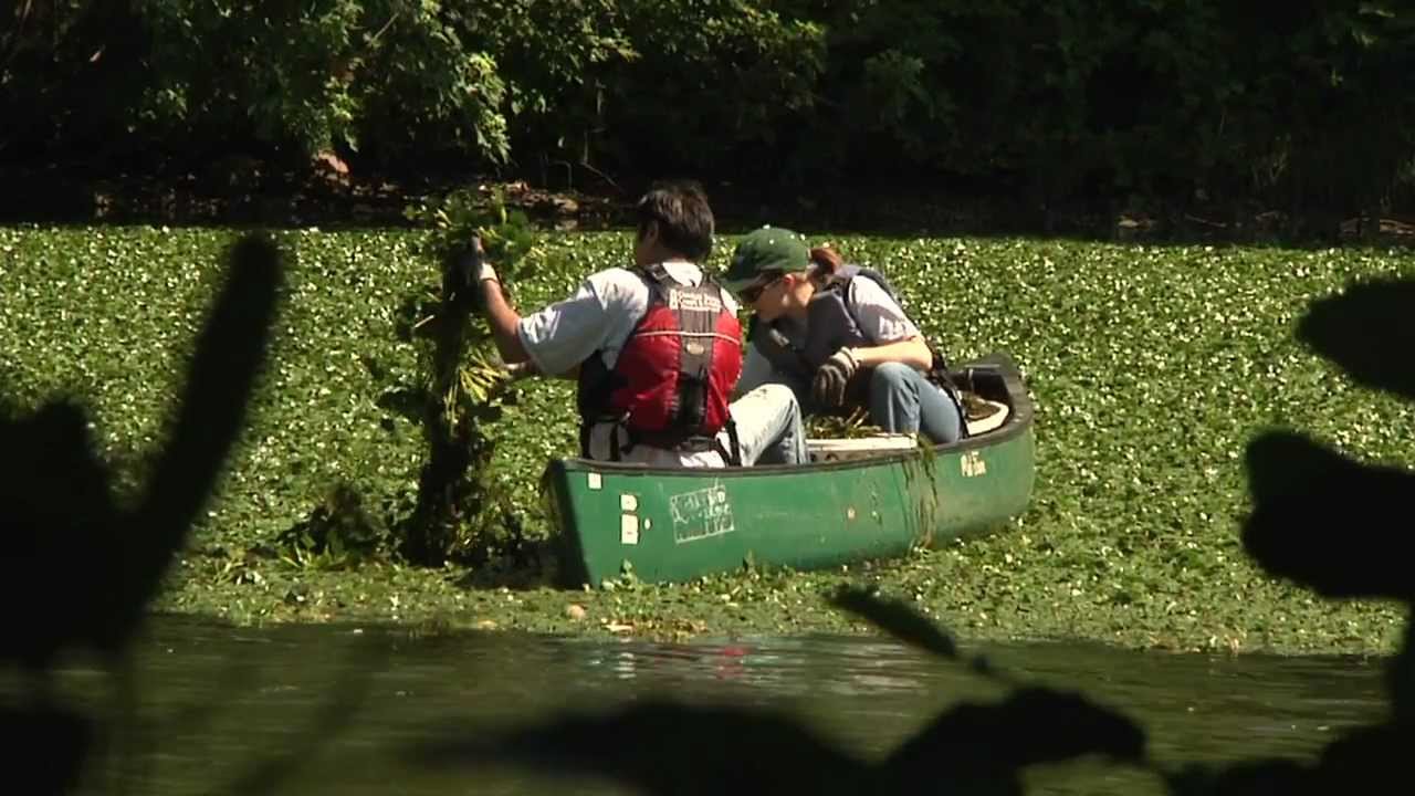 A Growing Problem: Water Chestnut in the Mystic River, MA