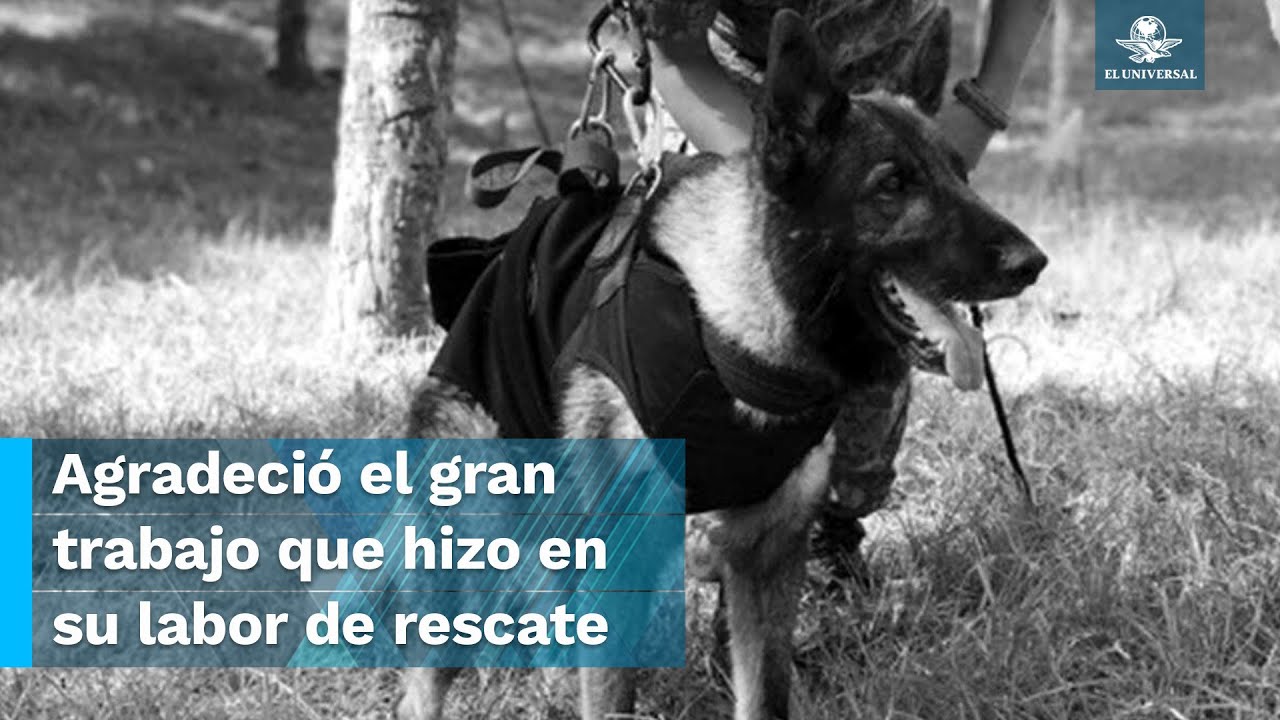 Diseñador turco hace homenaje a “Proteo”, perrito rescatista mexicano que murió en Turquía