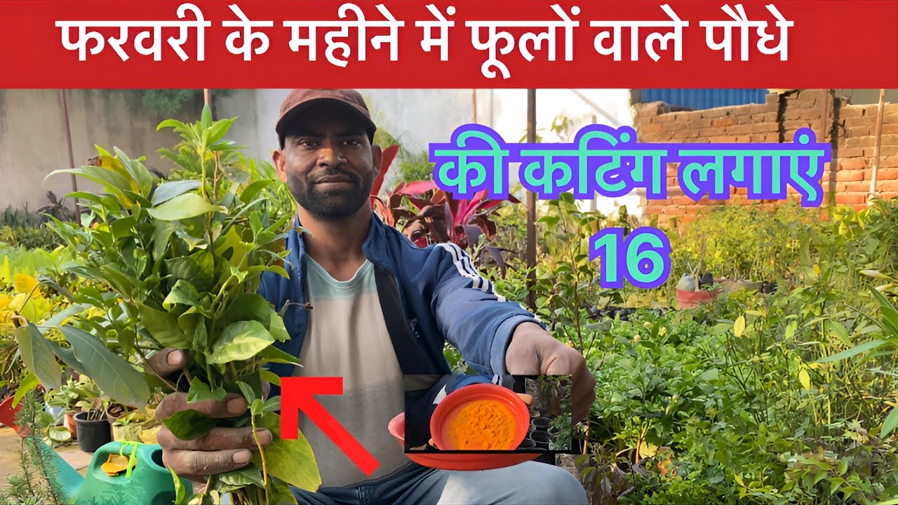 फरवरी के महीने में याह 16 फूलों वाले पौधों की कटिंग लगाएँ