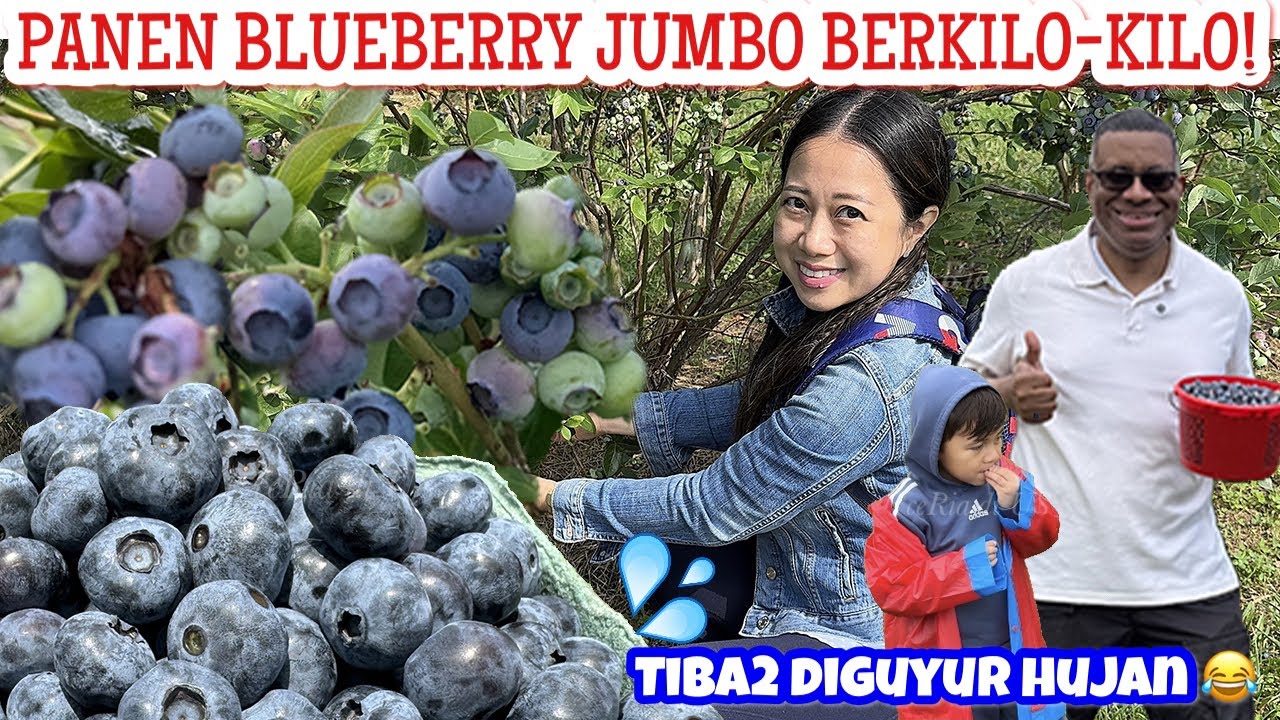 DRAMA KEHUJANAN| KALAP PANEN BLUEBERRY JUMBO DI PERKEBUNAN AMERIKA|SERASA PANEN DI KEBUN SENDIRI😂