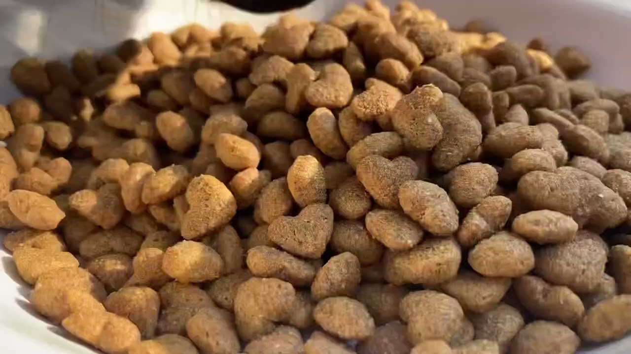 犬が3回飲み食いしてるだけ！かわいい！字幕無し！
