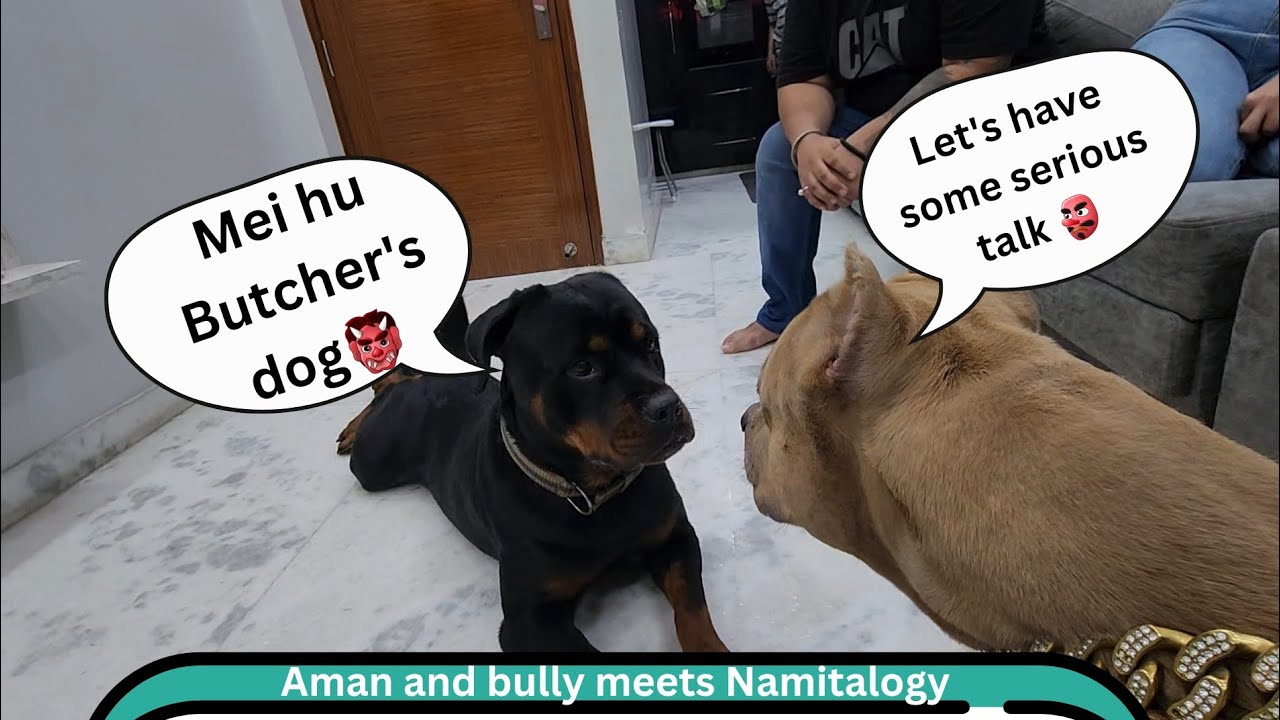 Rottweiler🐻 or Bully🐶 kya kabhi dost ban payenge ?  Meetup with 