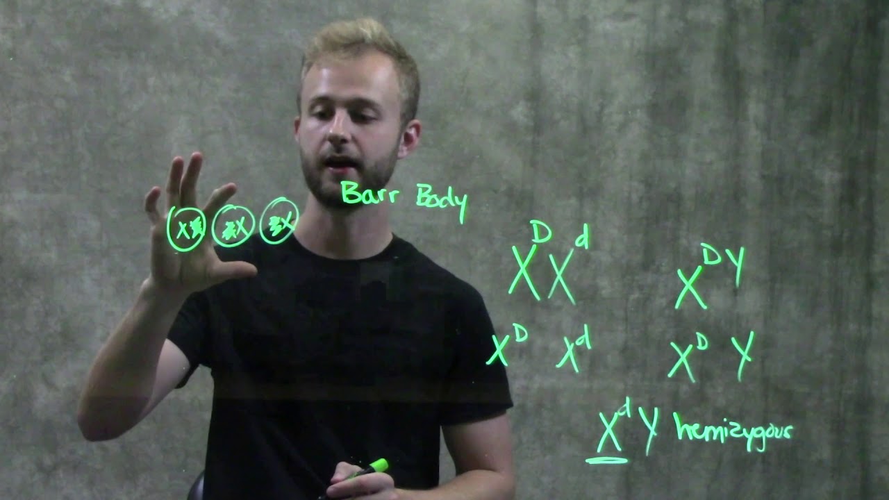 Inheritance of X-linked genes and X-inactivation