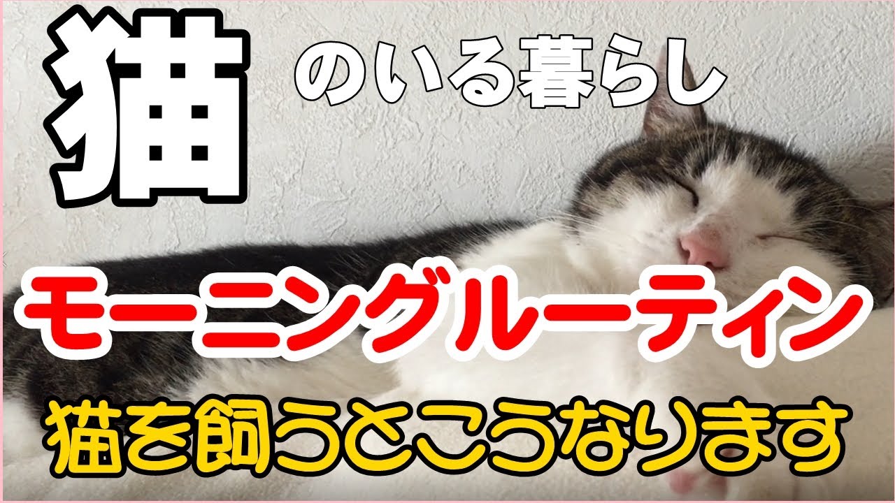 【猫動画】猫のいる暮らしのモーニングルーティン　猫を飼うとこうなります！　我が家の場合