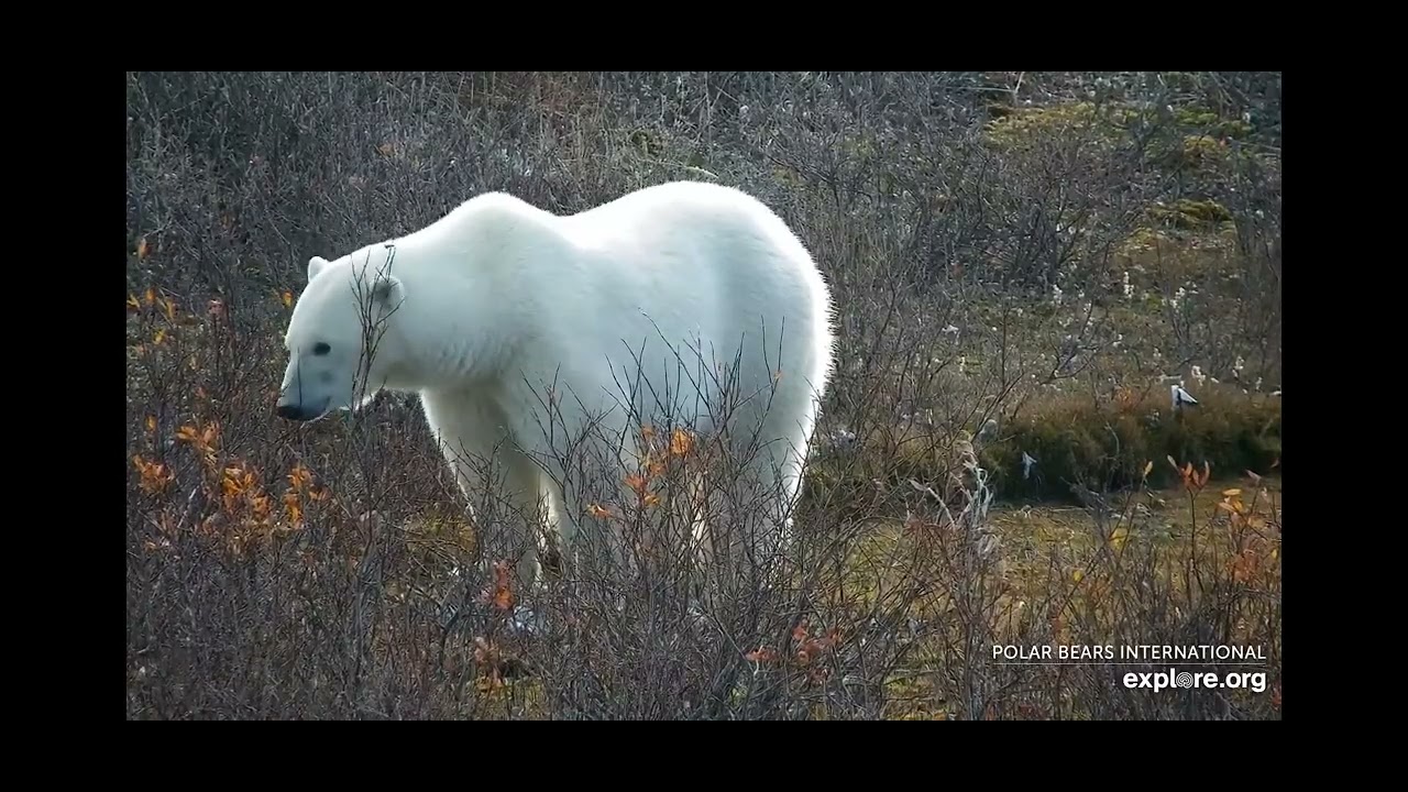 Foraging Polar Bear close-ups - Tundra Buggy Lodge South - explore.org - Polar Bears International