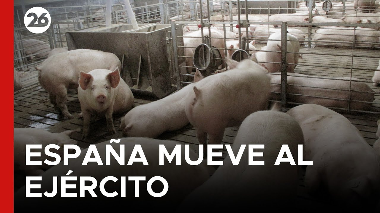 🐷 ALERTA | España moviliza al ejército para contener la peste porcina africana
