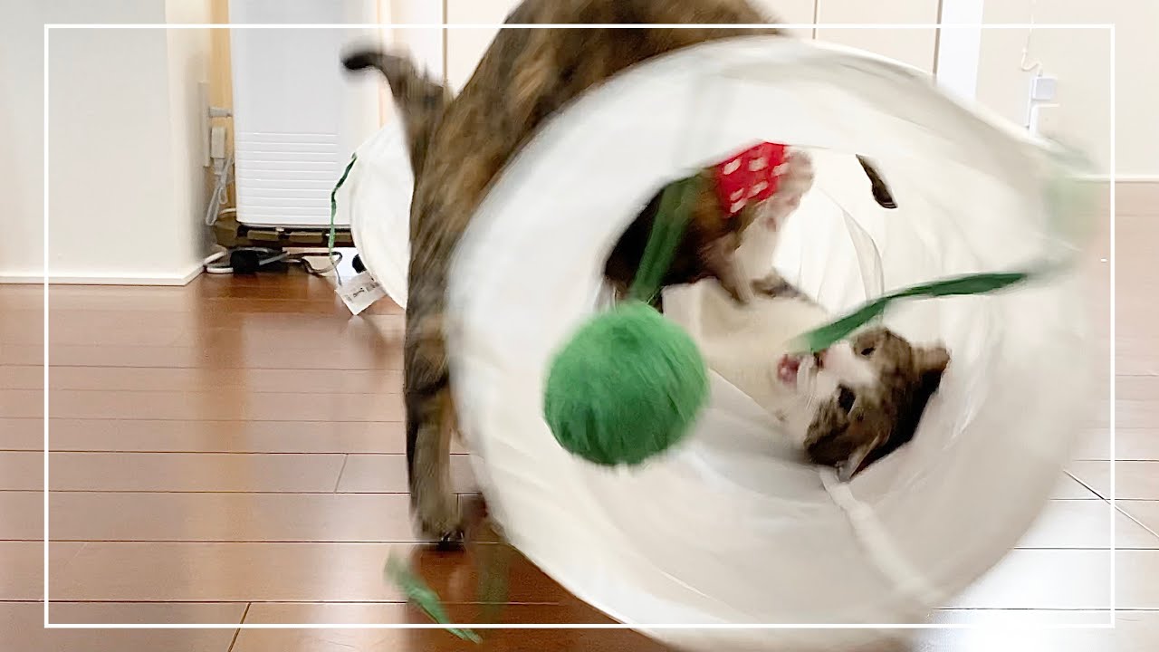 猫トンネルを巡ってとんでもない大乱闘になりました&hellip;【4K猫動画】