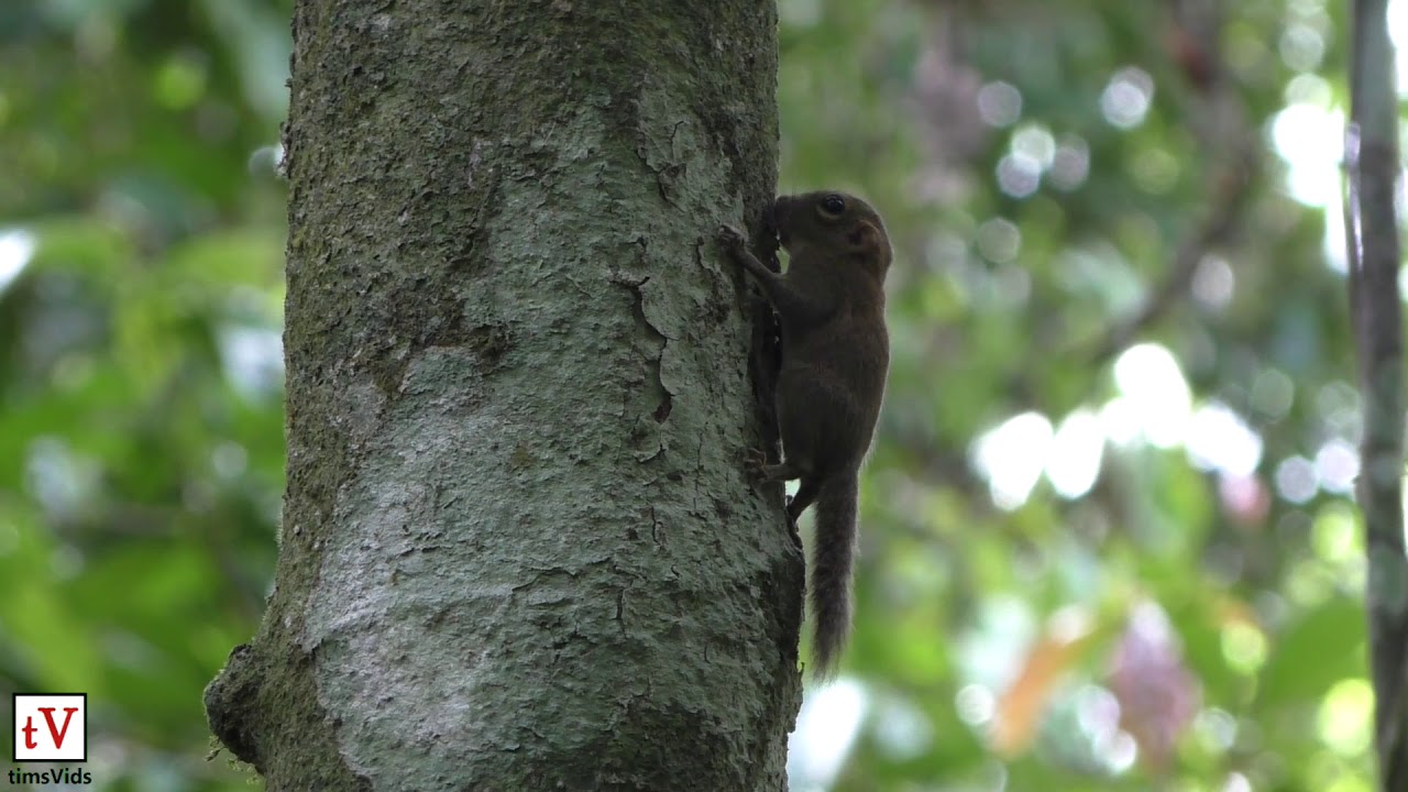 The World's Smallest Squirrel!! Borneo Pygmy Squirrel