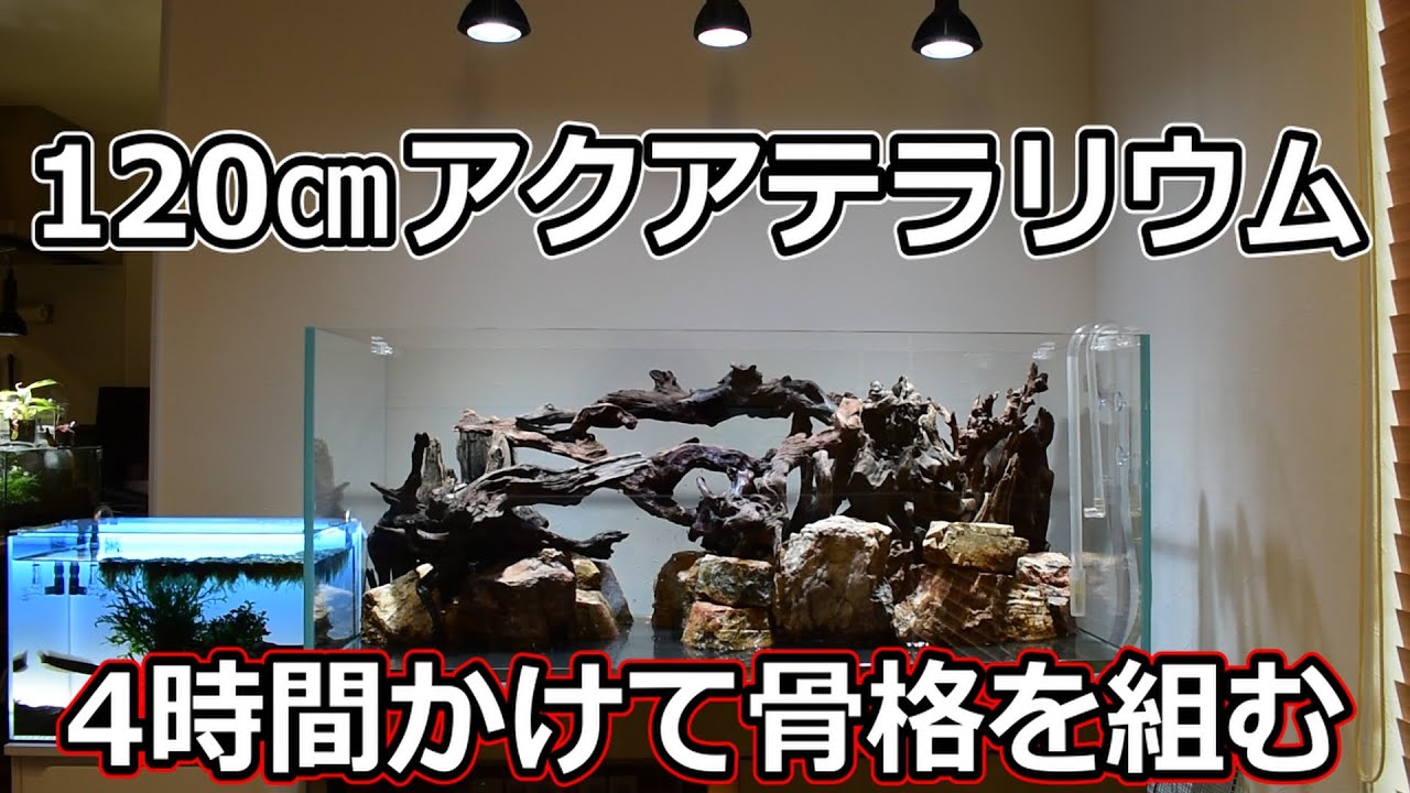 アホみたいな量の石と流木で水槽内に陸地を作る#83【アクアリウム】【アクアテラリウム】