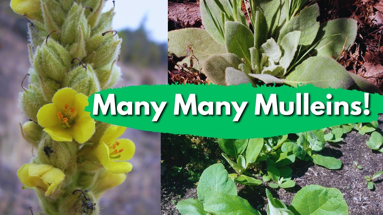 Common Mullein: Verbascum thapsus
