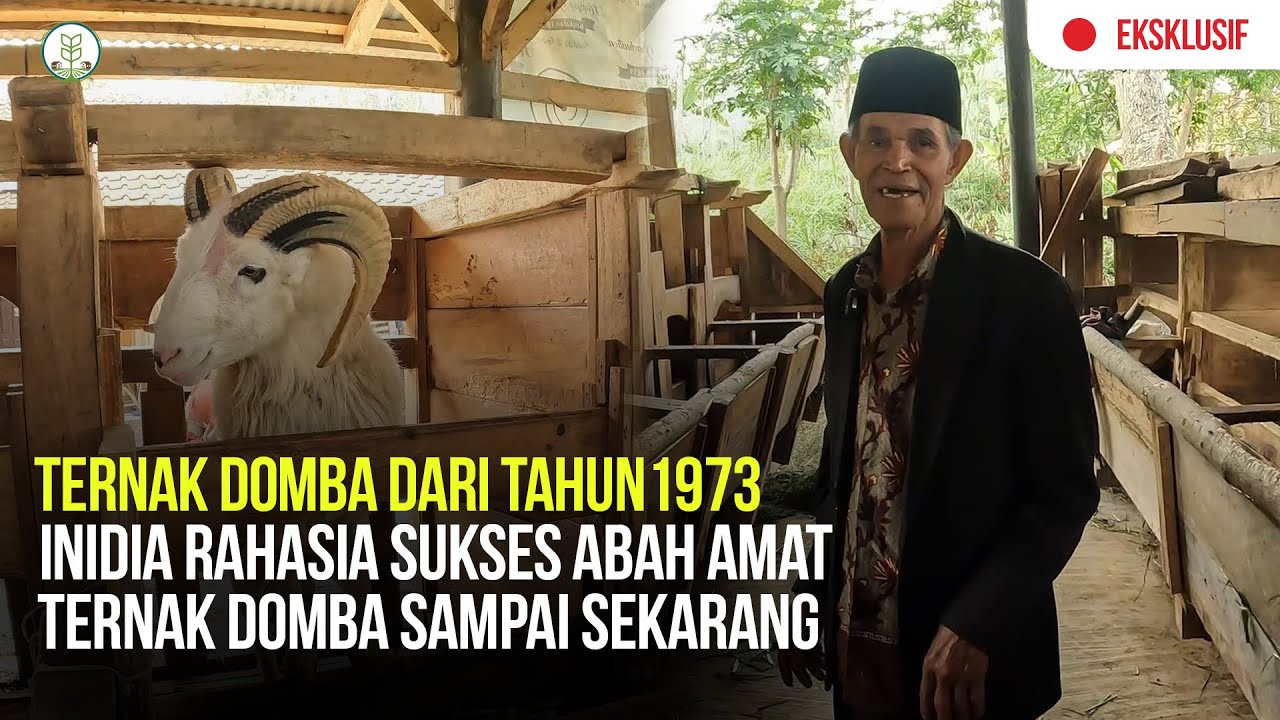 SUHUNYA!!ABAH AMAT BEBERKAN RAHASIA SUKSES TERNAK DOMBA DISINI !