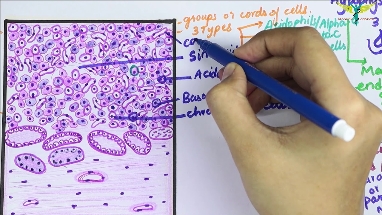 Гистология гипофиза \ Hypophysis Cerebri