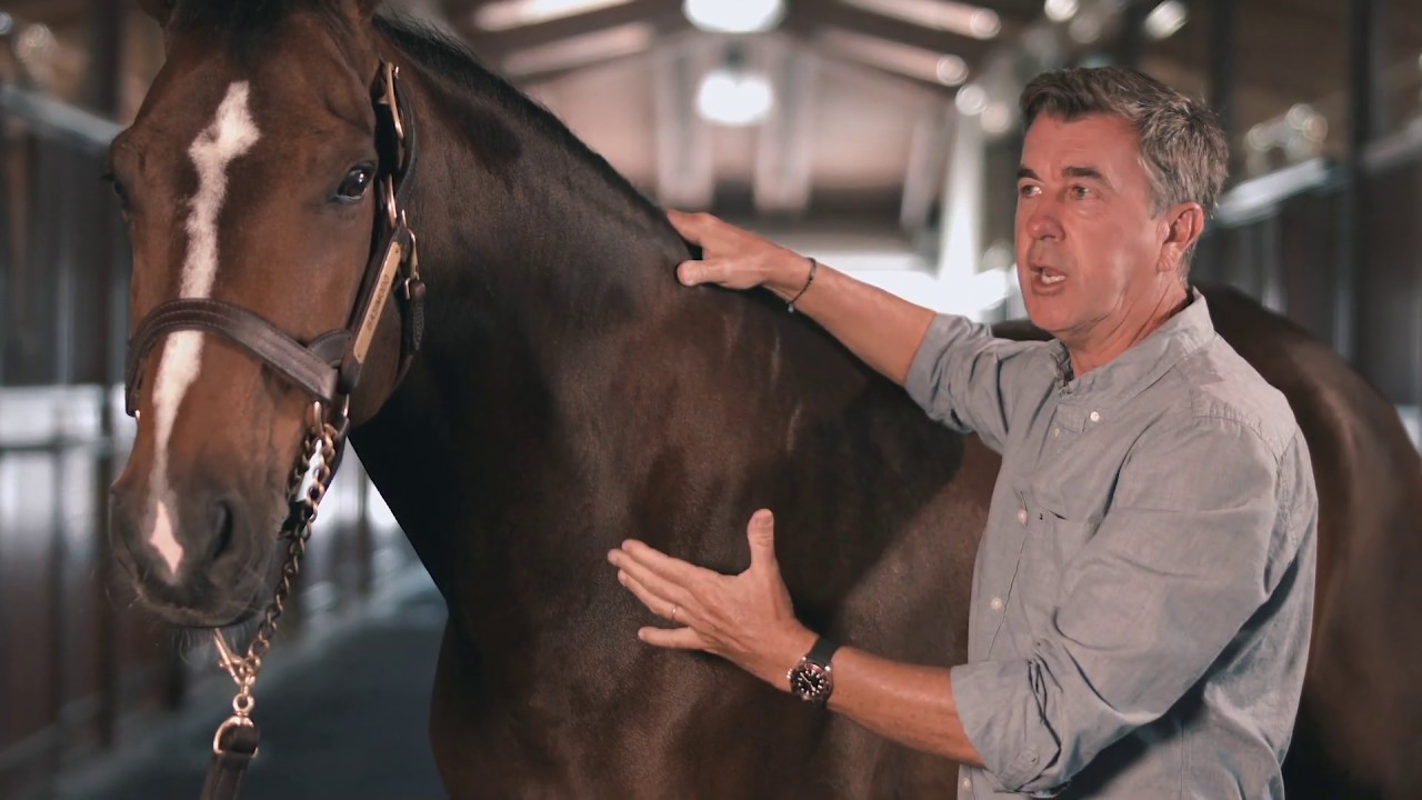 Clinical Exam of the Equine Neck