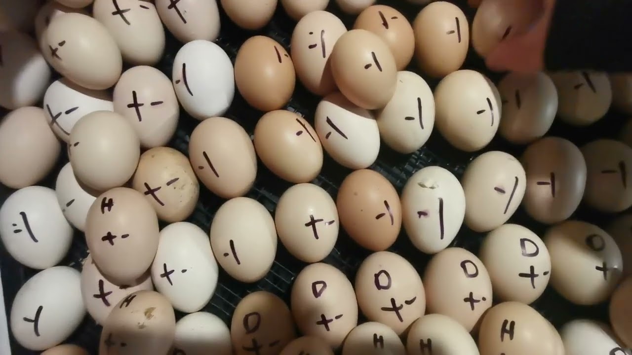 Keltetès, csirke keltetès! Forgatàs! Hatching s!